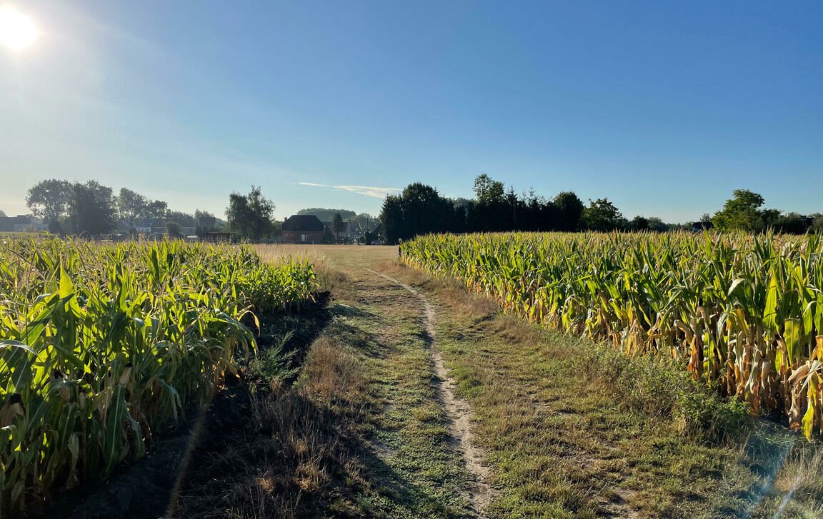 Landbouwgrond te koop in Moorsel