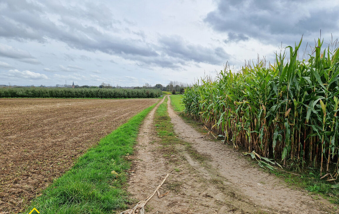 Landbouwgrond te koop in Ninove